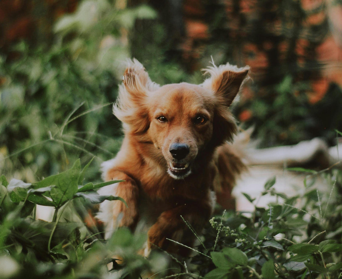 Understanding Your Dog’s Gestures: A Guide to Canine Communication