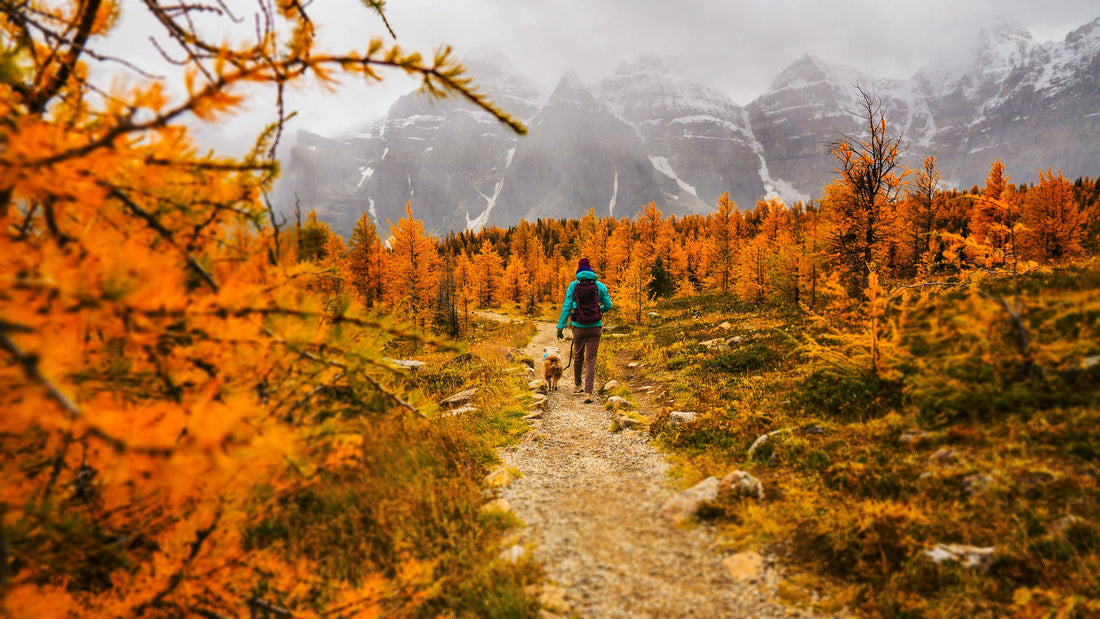 Hiking with dog in an amazing forest trail.