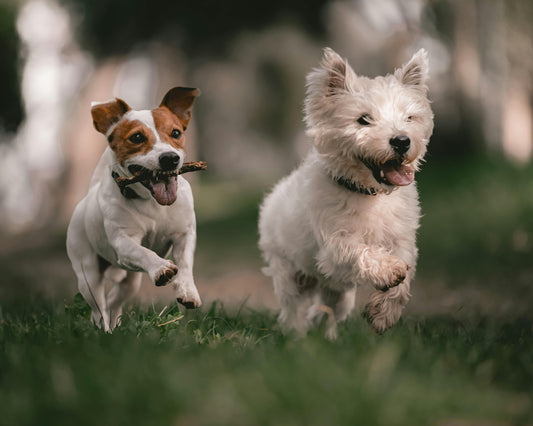 The Impact of Different Dog Harnesses on Joint Health