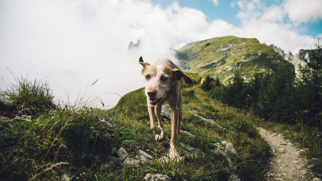 Ultimate Guide to Choosing the Best Dog Gear for Your Adventures