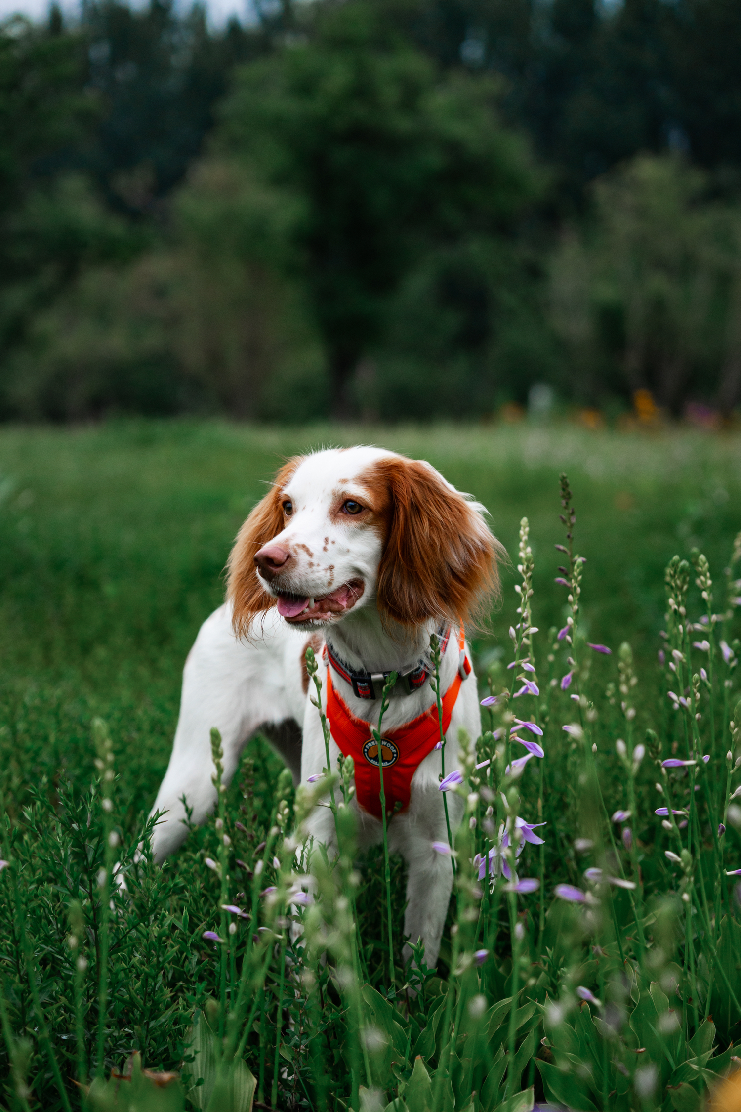 Brown Border Collie with TrailBlazer Harness&Leash on a forest trail