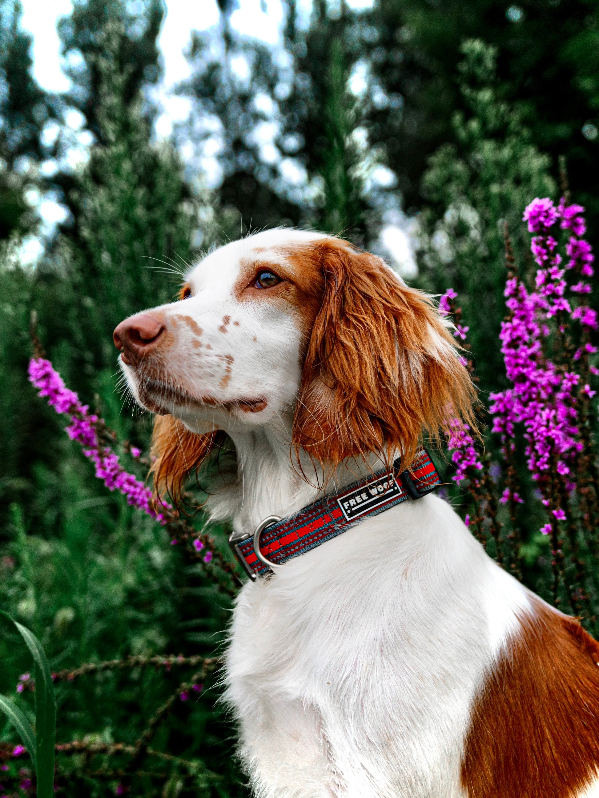 Springer Spaniel wear Free Woof's collar in a garden