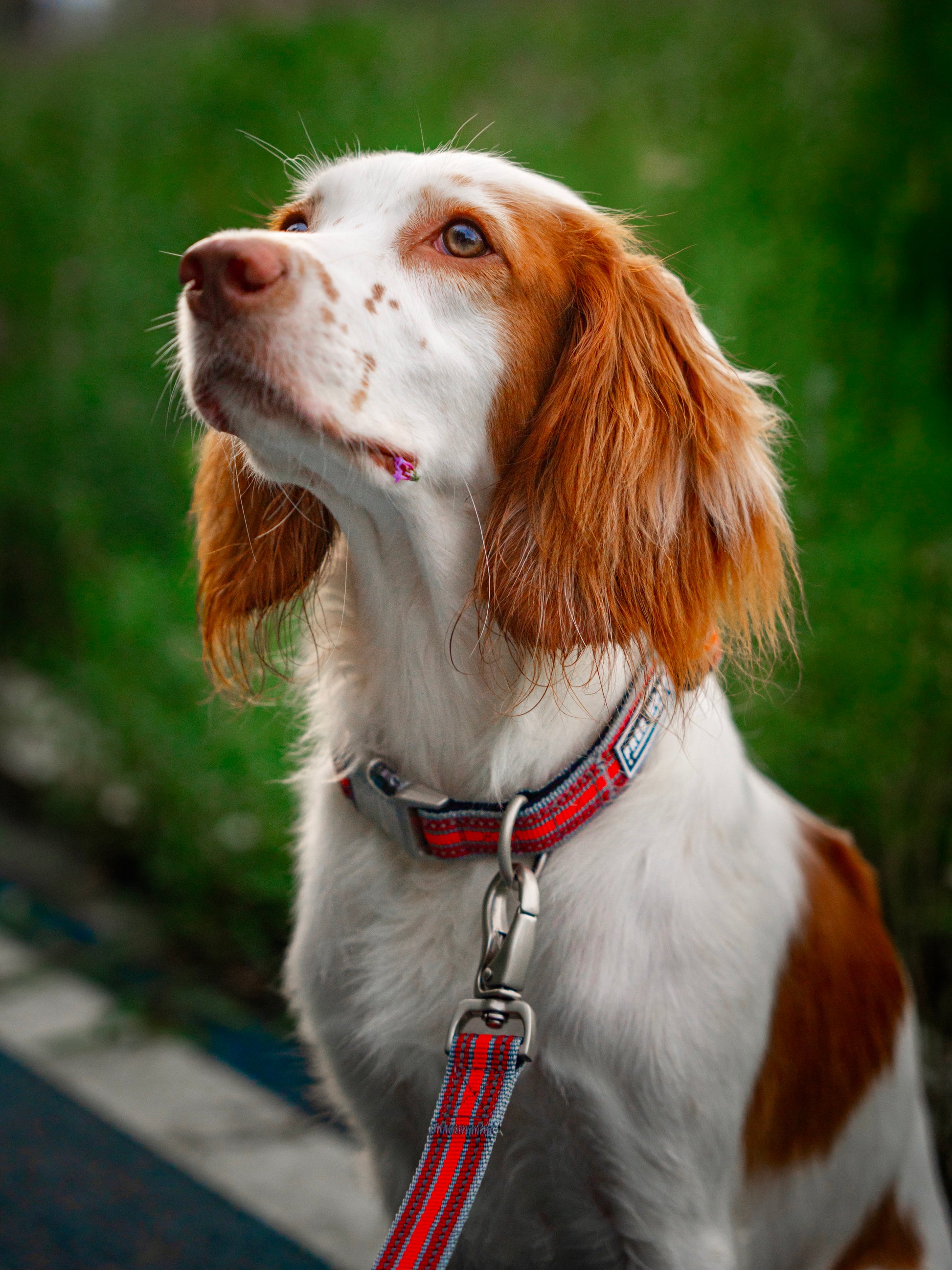 Springer Spaniel wearing Free Woof's TrailBlazer Sunrise Red Dog Harness