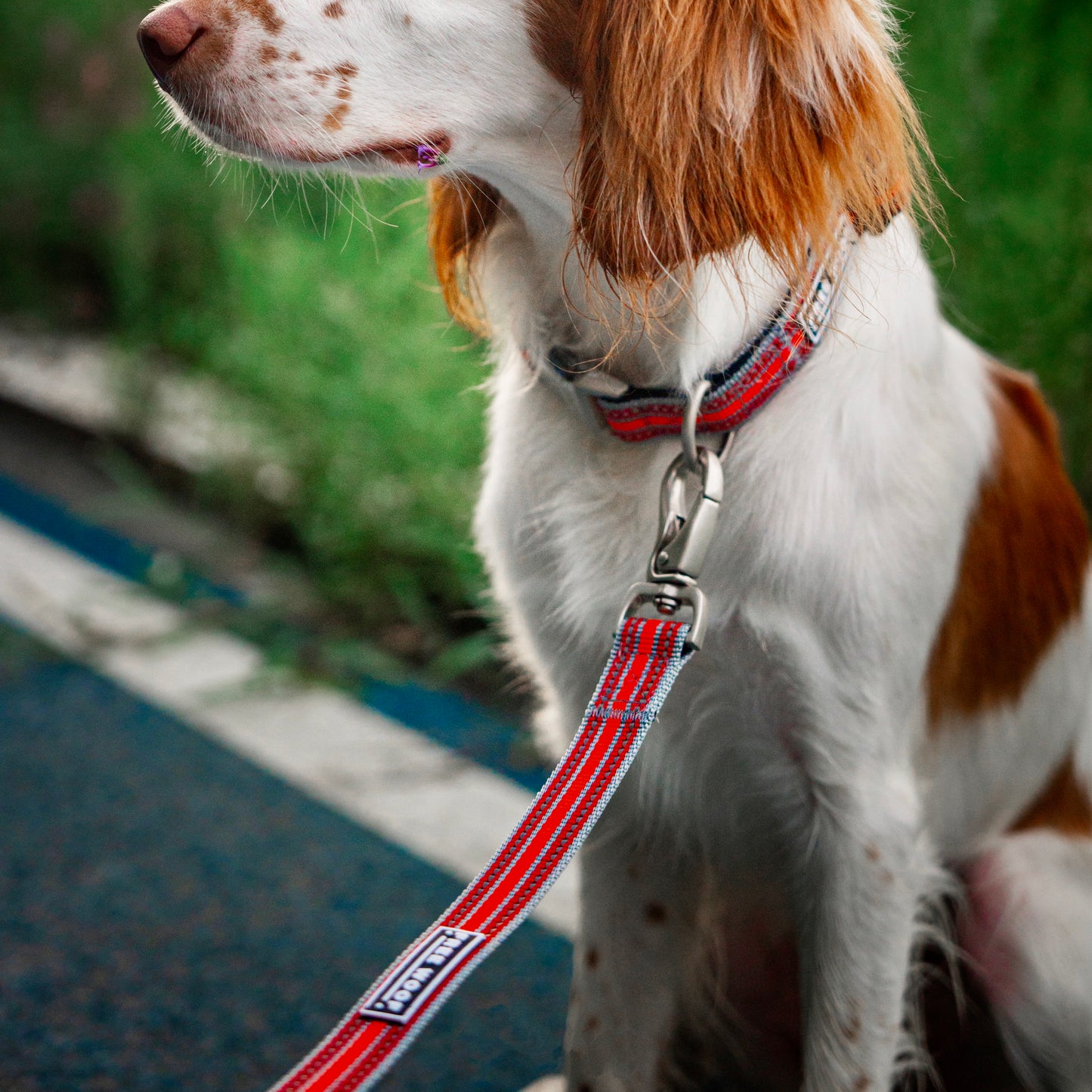 TrailBlazer Collar and Leash Set