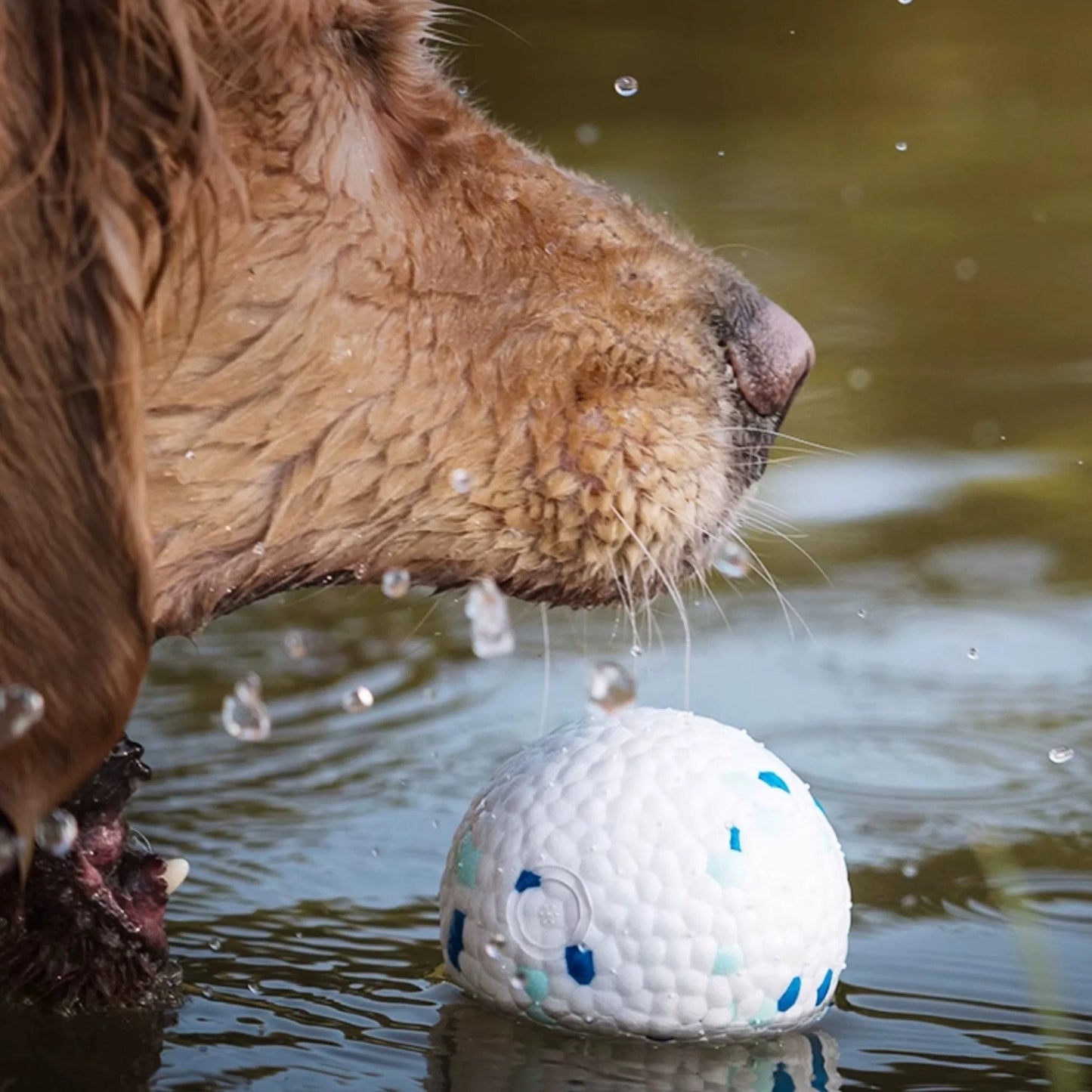 Bite Ball Floating Dog Toy