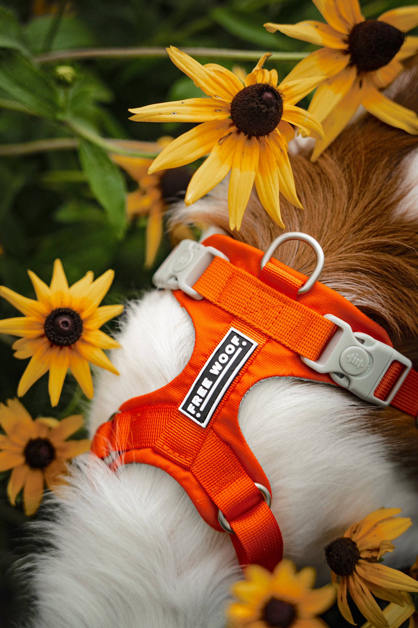 Vibrant Zero Dog Harness - Sunset Orange