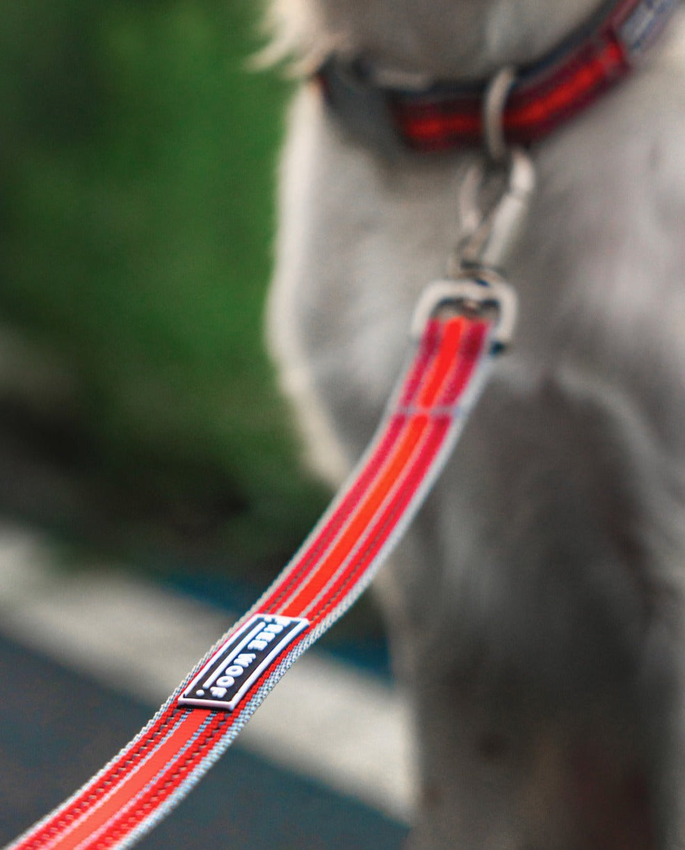 TrailBlazer Dog Leash