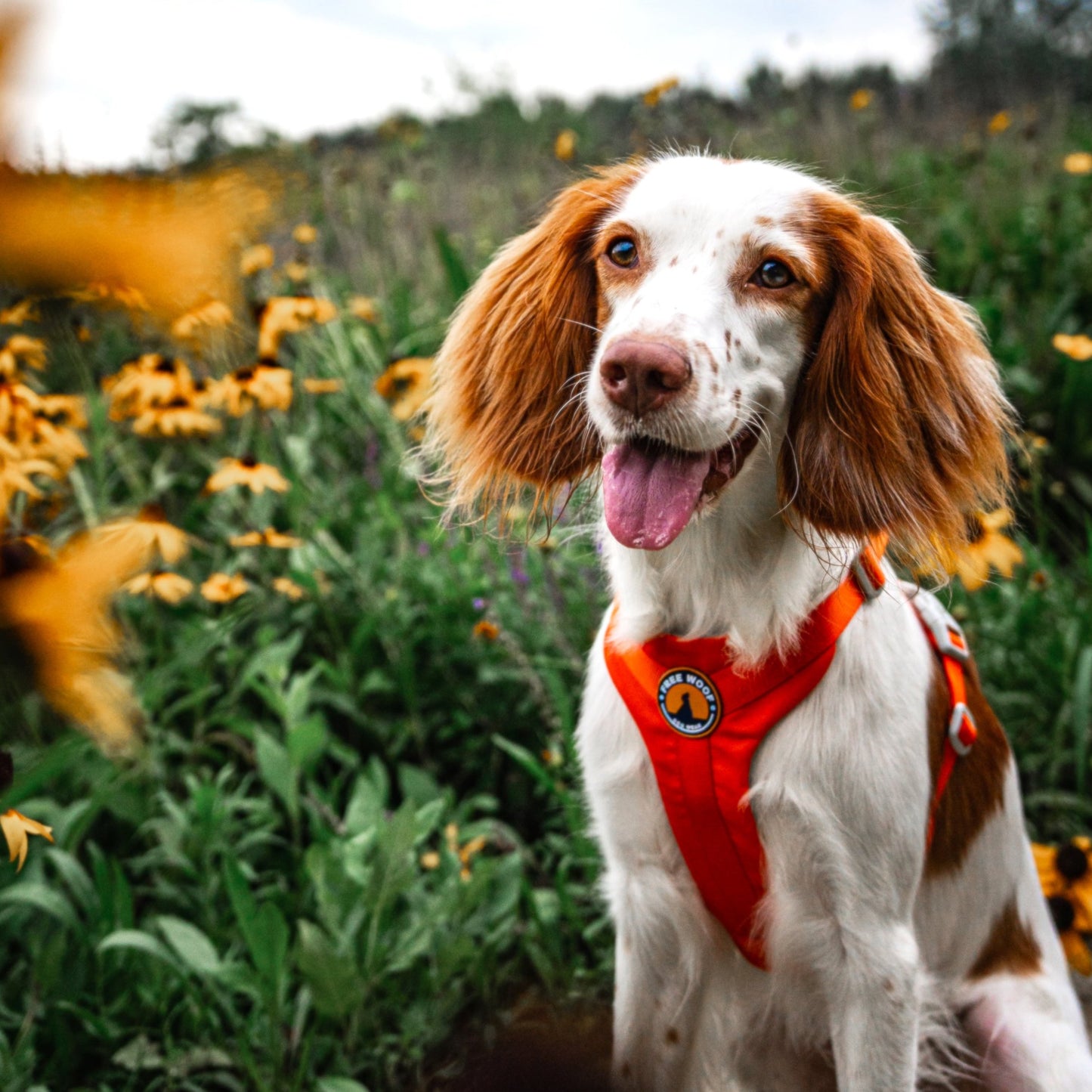 Vibrant Zero Dog Harness - Sunset Orange