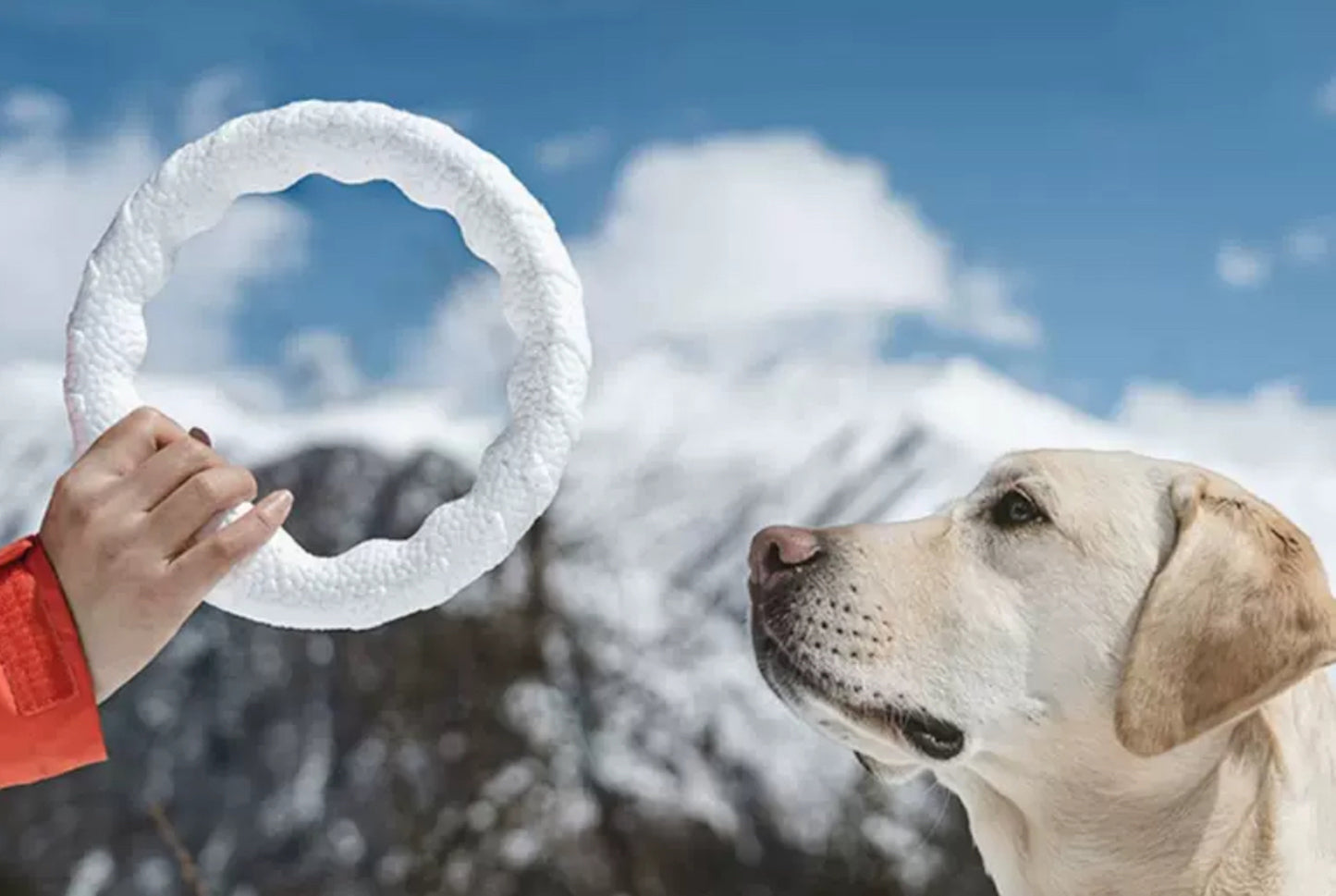 Ring Floating Dog Toy