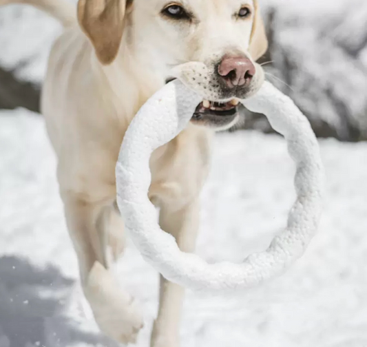 Ring Floating Dog Toy