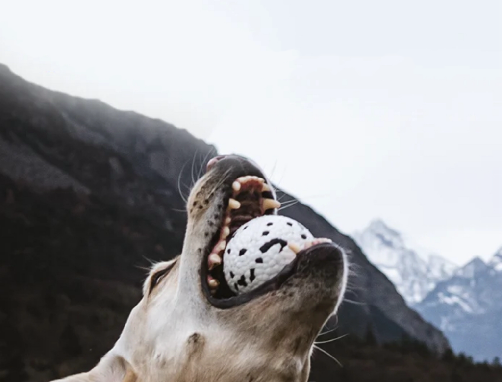 Bite Ball Floating Dog Toy