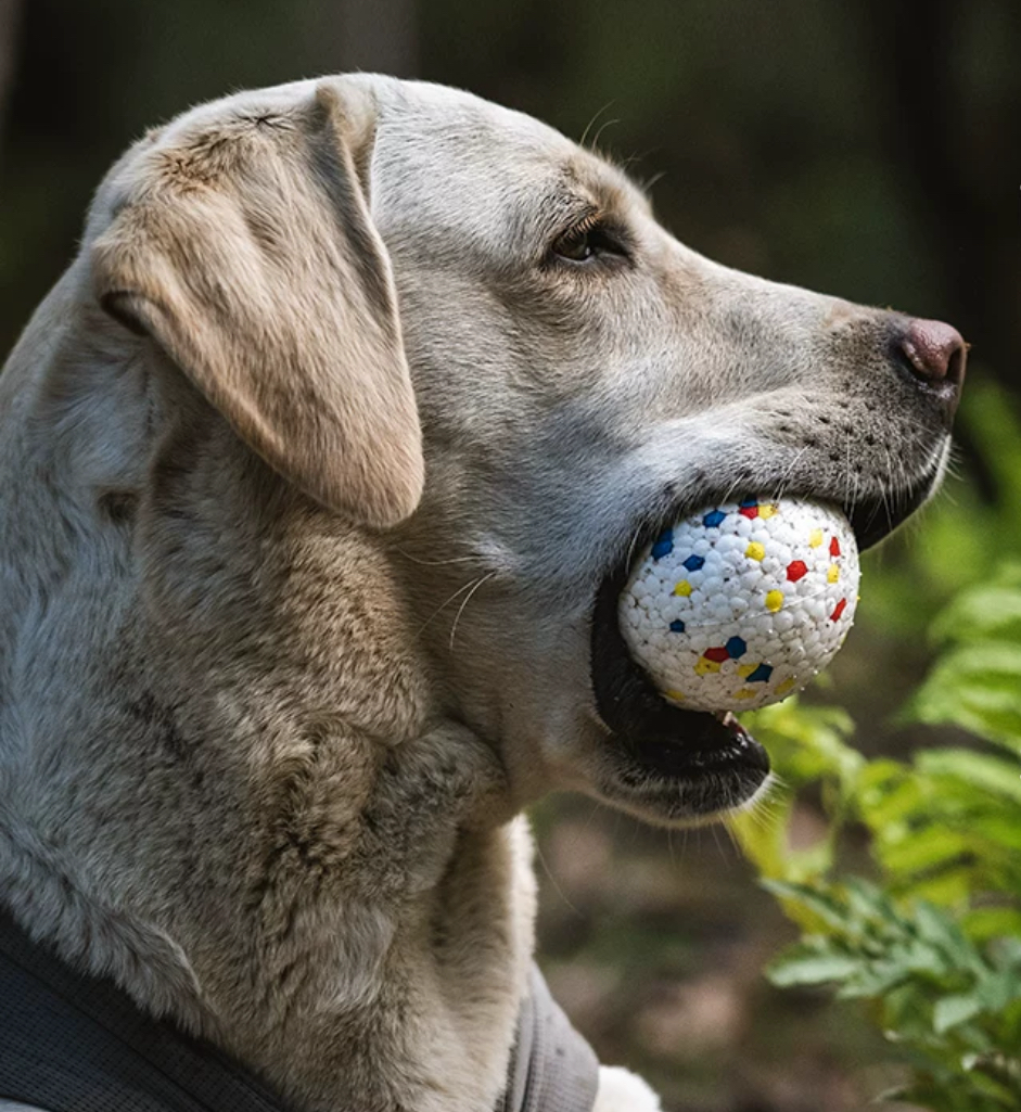 Bite Ball Floating Dog Toy