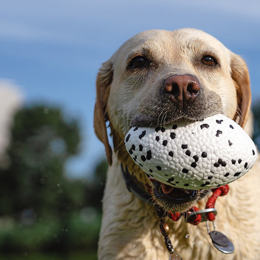 Rugby Floating Dog Toy