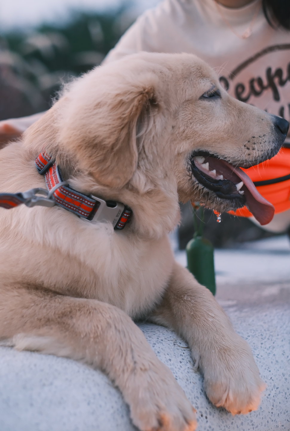 TrailBlazer Dog Collar